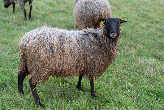 Fotograf Torbjörn Helgesson
